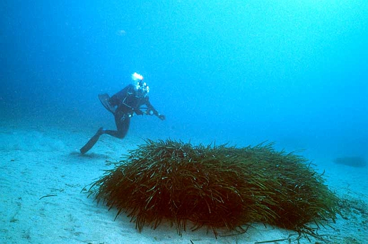 02 Posidonia.jpg - La Posidonia oceanica si insedia su fondali sabbiosi, 
